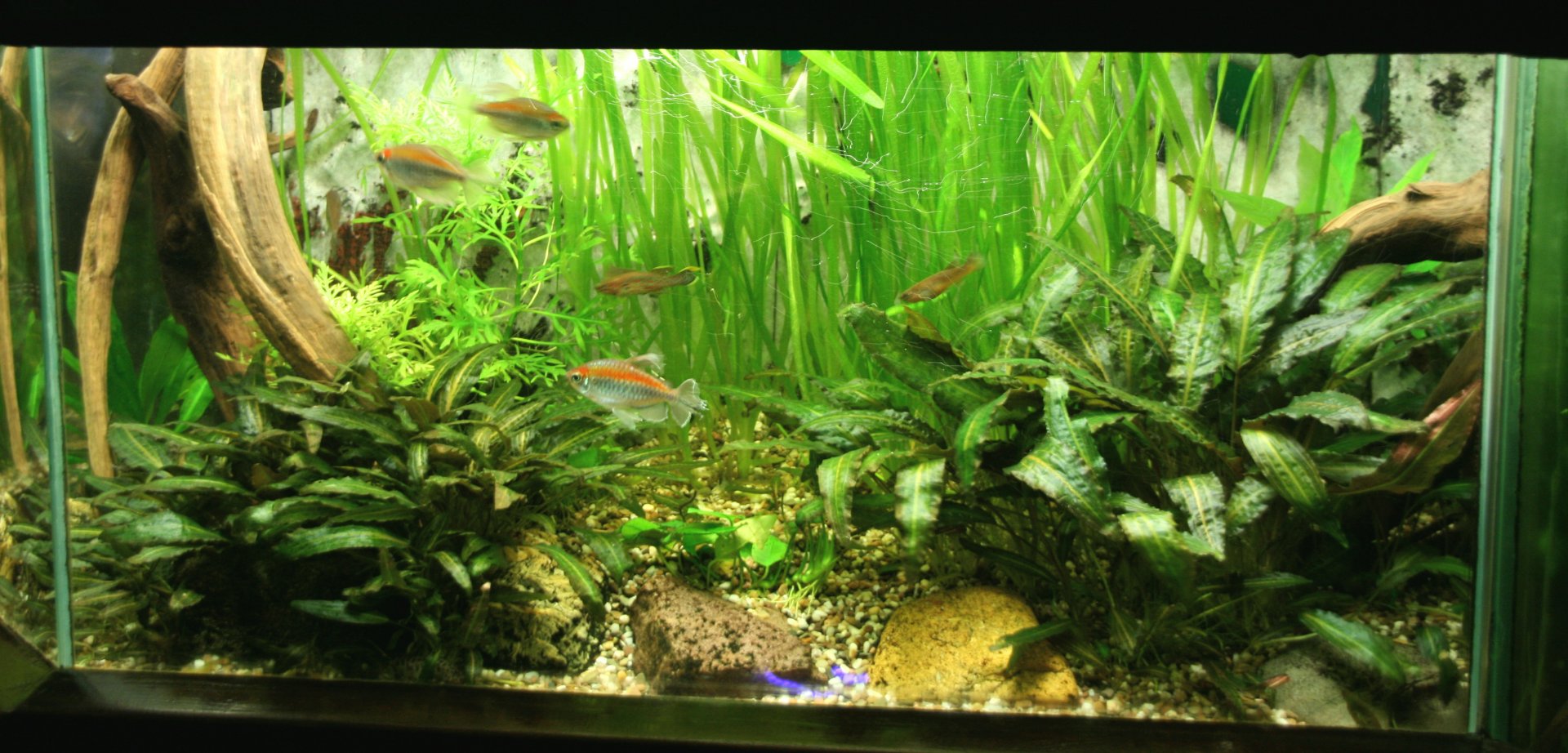 Congo tetra aquarium