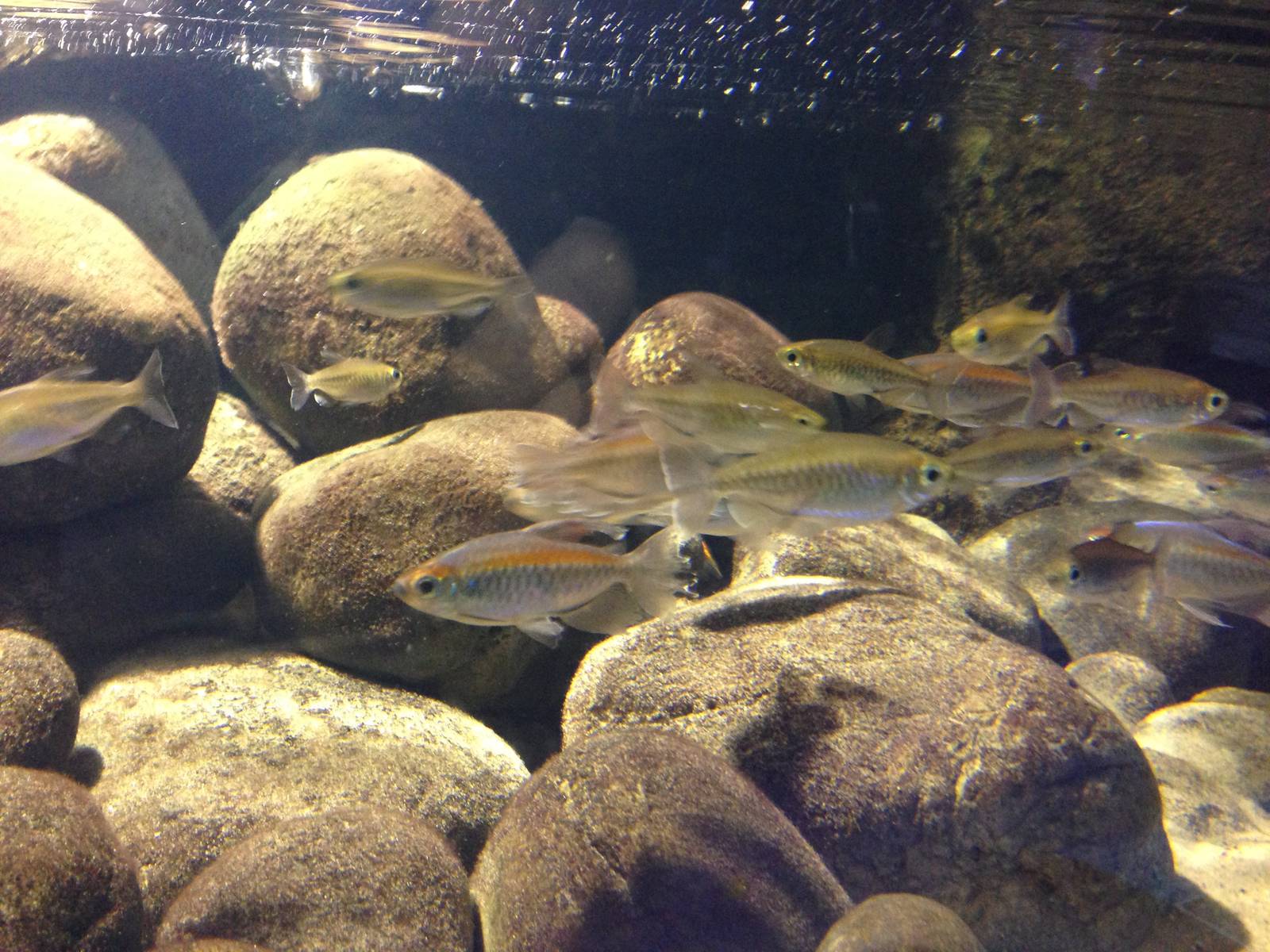Congo Tetra at Blue Planet Aquarium - 05/10/2013