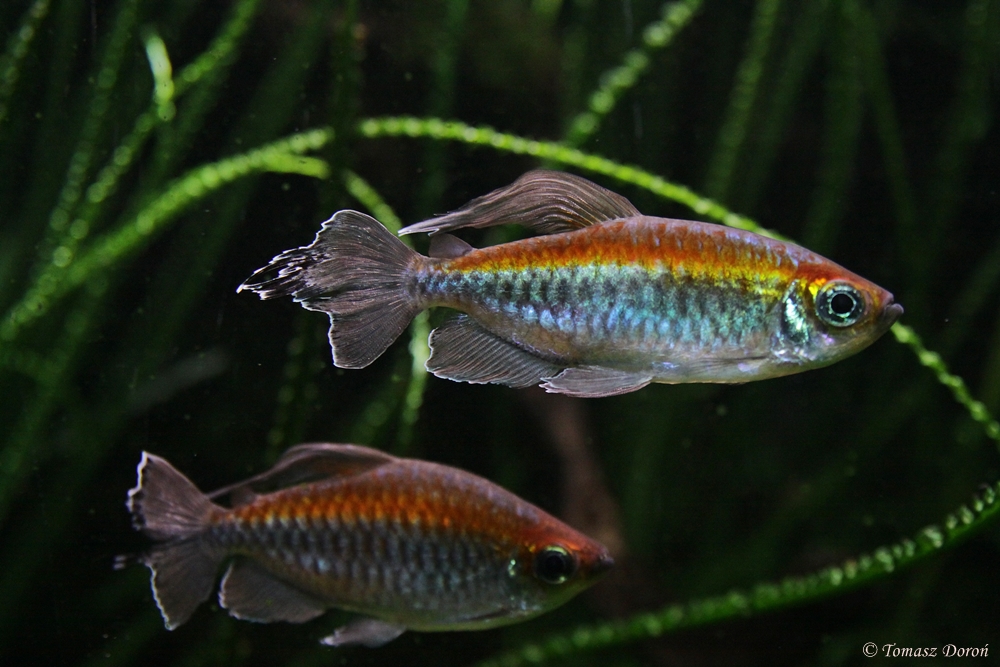 Congo Tetra (Phenacogrammus interruptus)