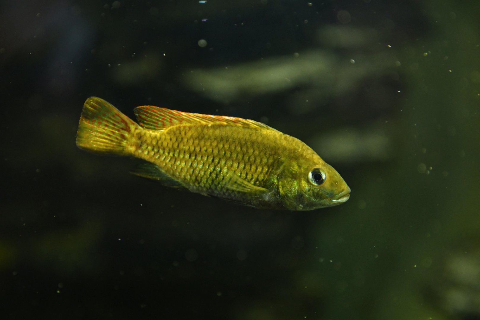 Congo tetra (Phenacogrammus interruptus) ?