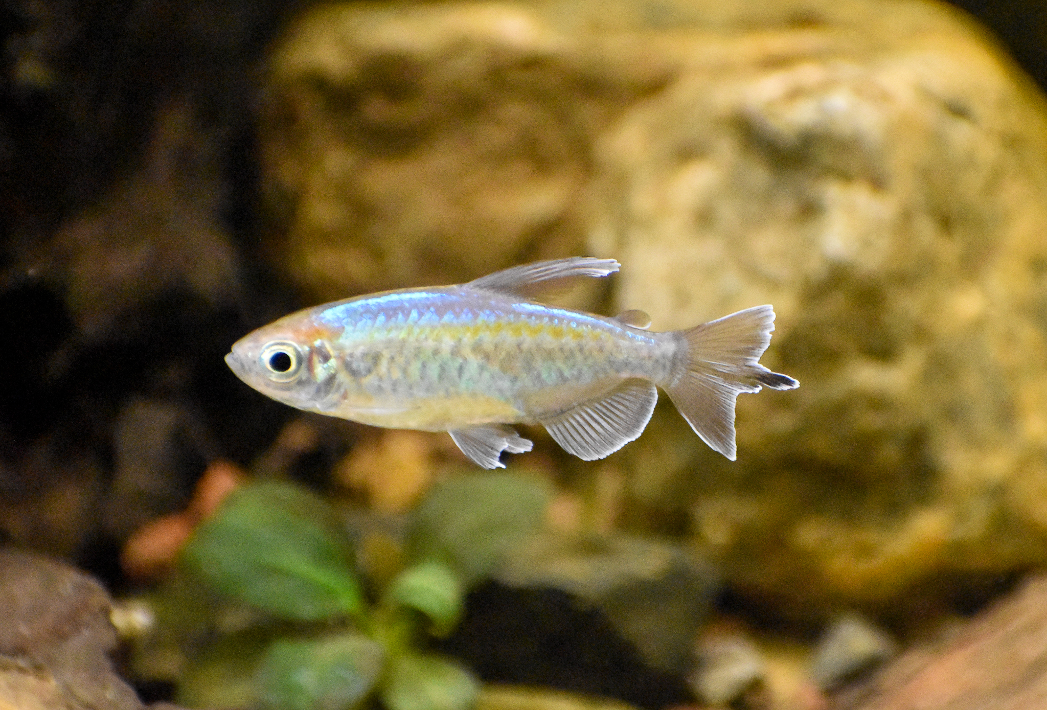Congo Tetra (Phenacogrammus interruptus)