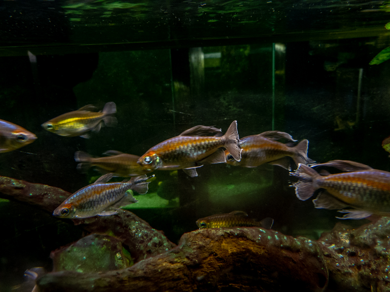 Congo tetra (Phenacogrammus interruptus)