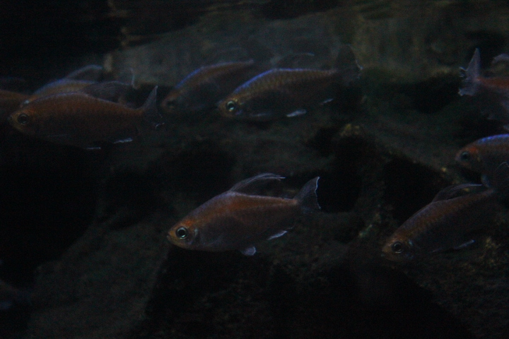 Congo tetra (Phenacogrammus interruptus)