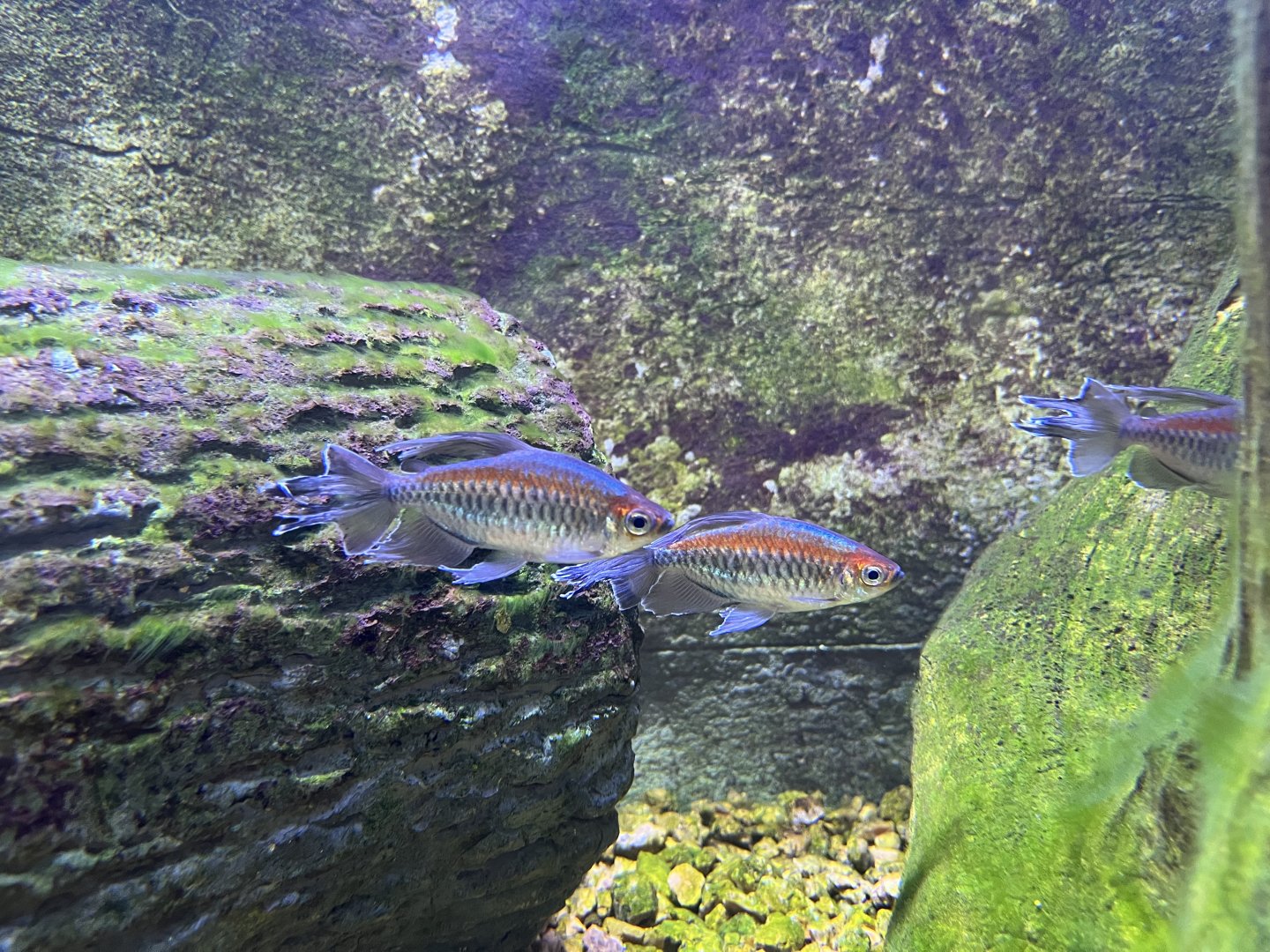 Congo Tetra (Phenacogrammus interruptus)