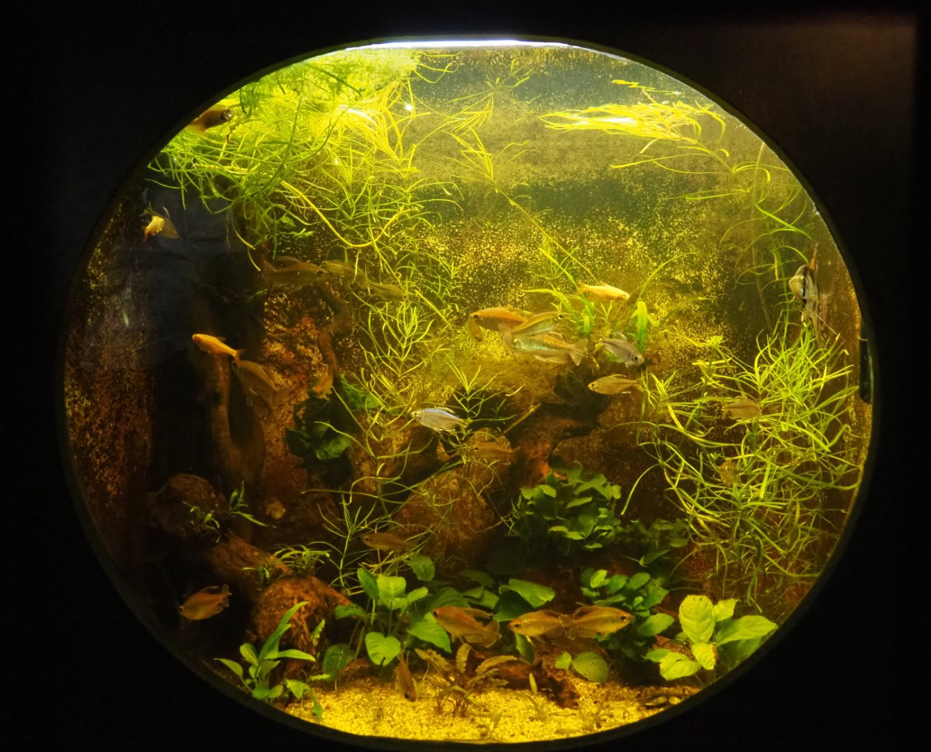 Congo tetra tank, 2020-09-03