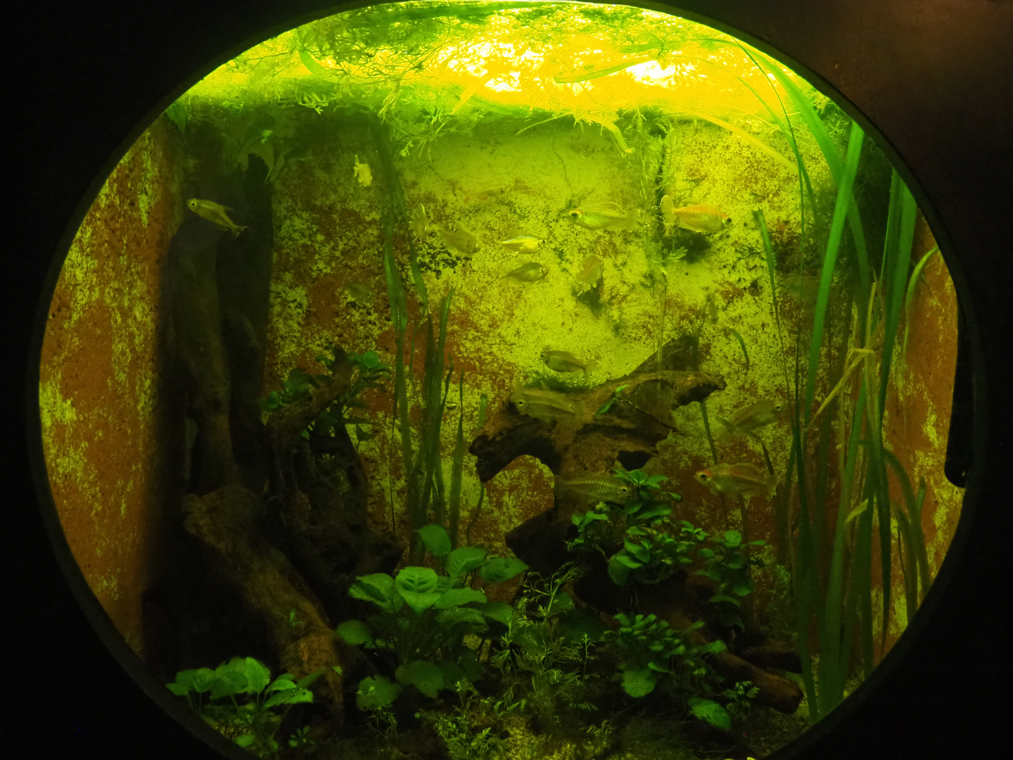 Congo tetra tank, 2022-09-14