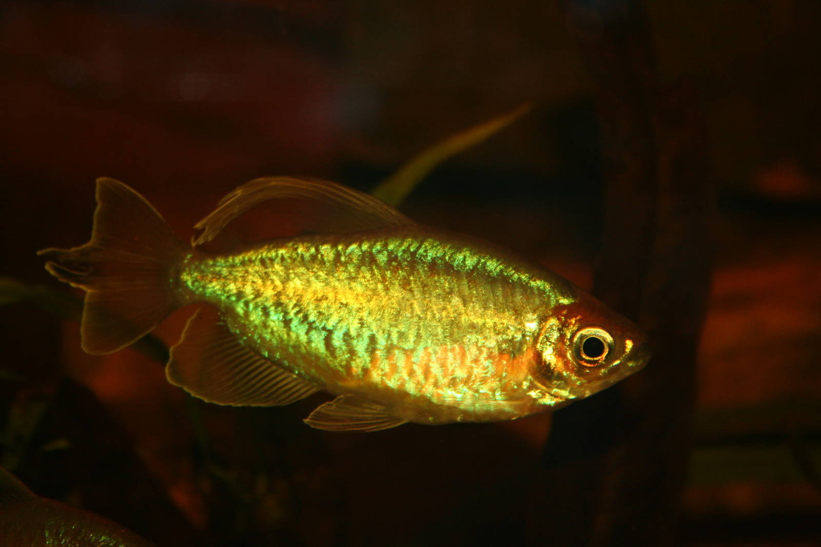 Congo tetra