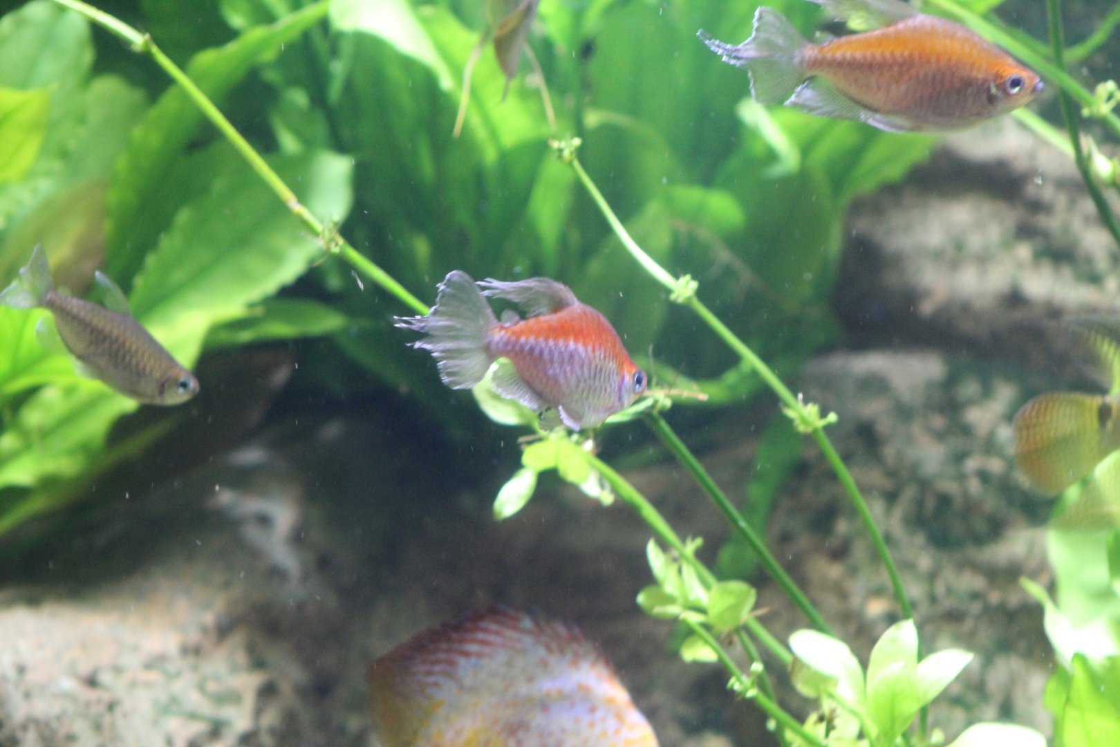 Congo Tetra