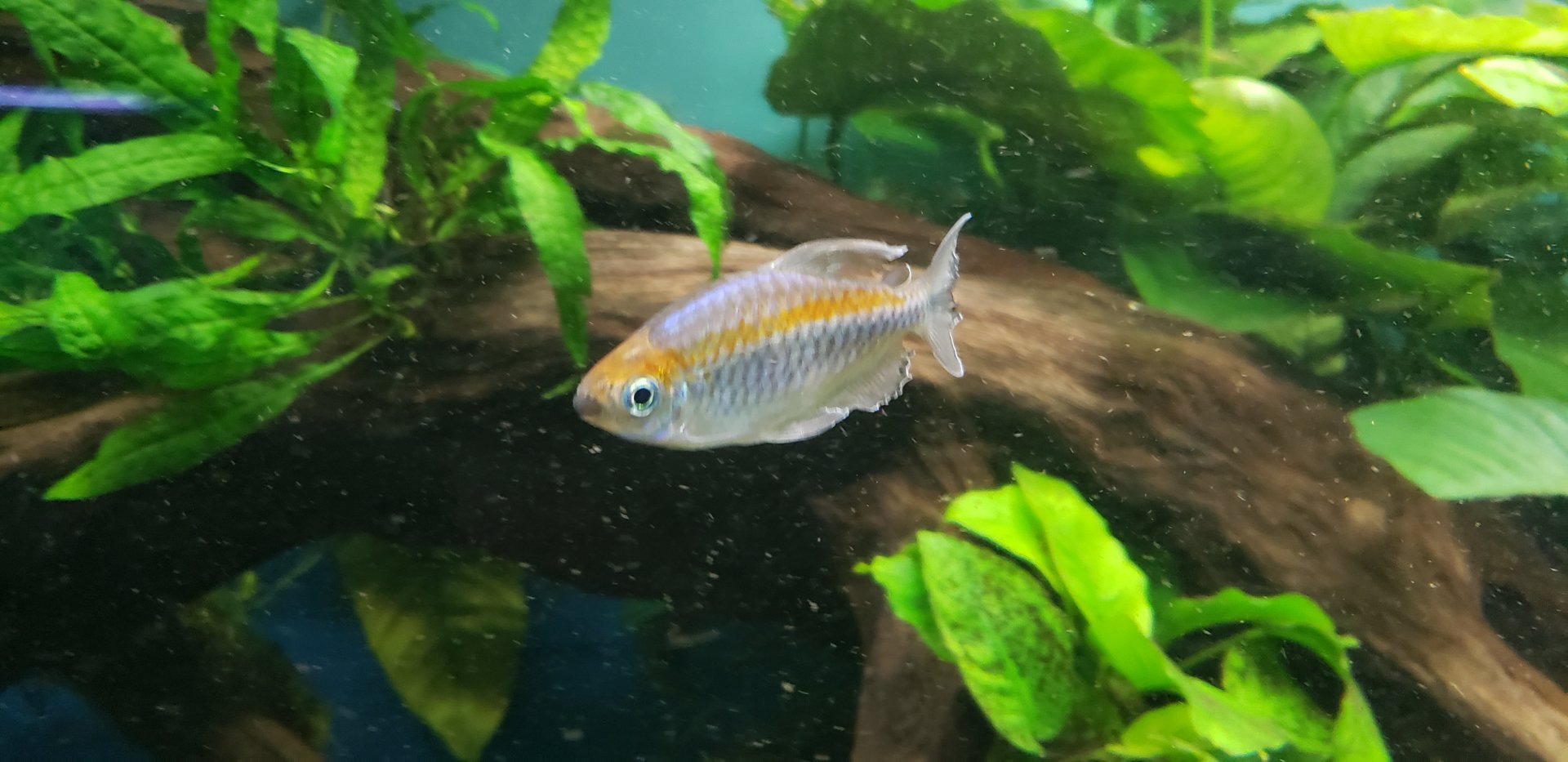 Congo Tetra