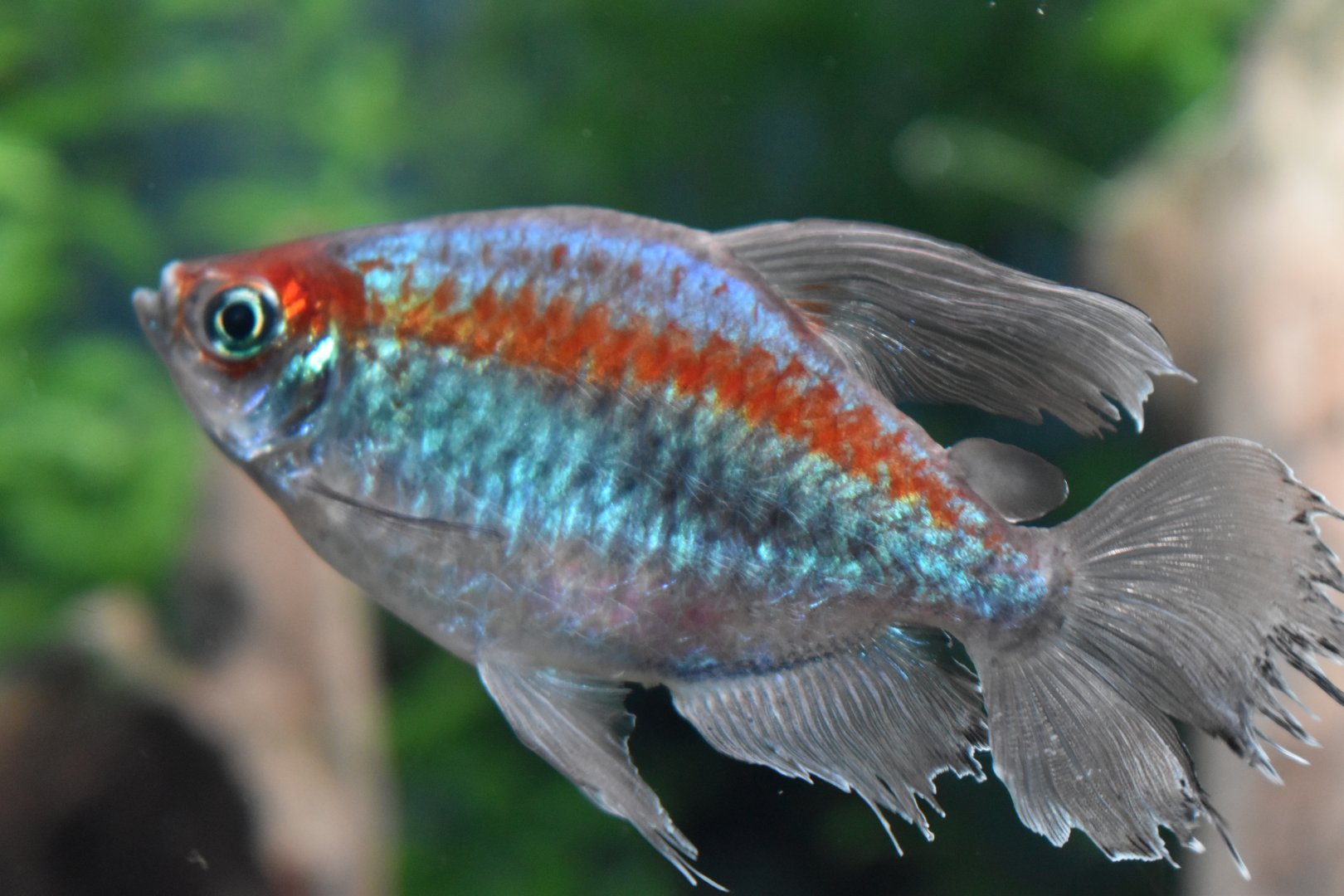 Congo Tetra