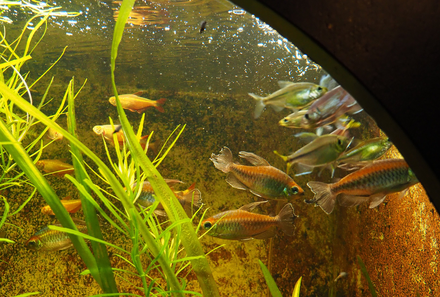 Congo tetras (Phenacogrammus interruptus), 2019-10-05