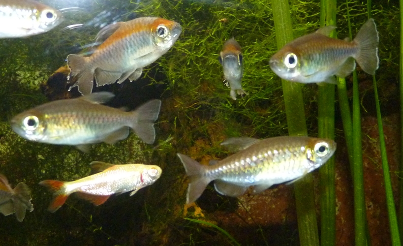 Congo tetras (Phenacogrammus interruptus)