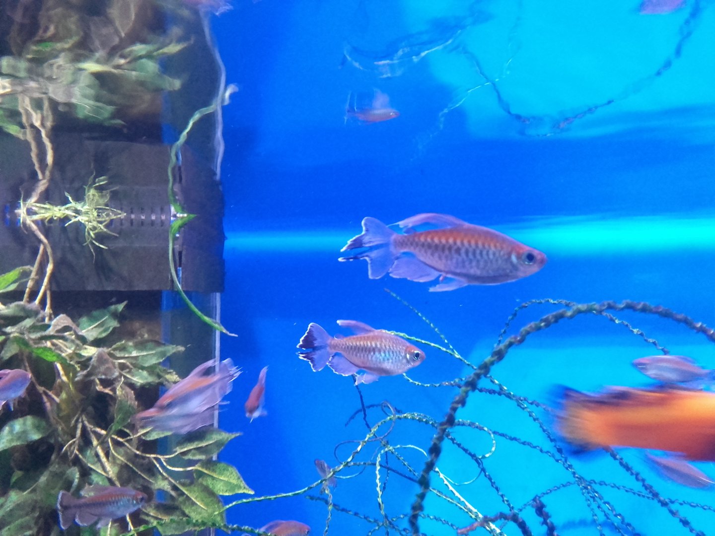 Congo tetras