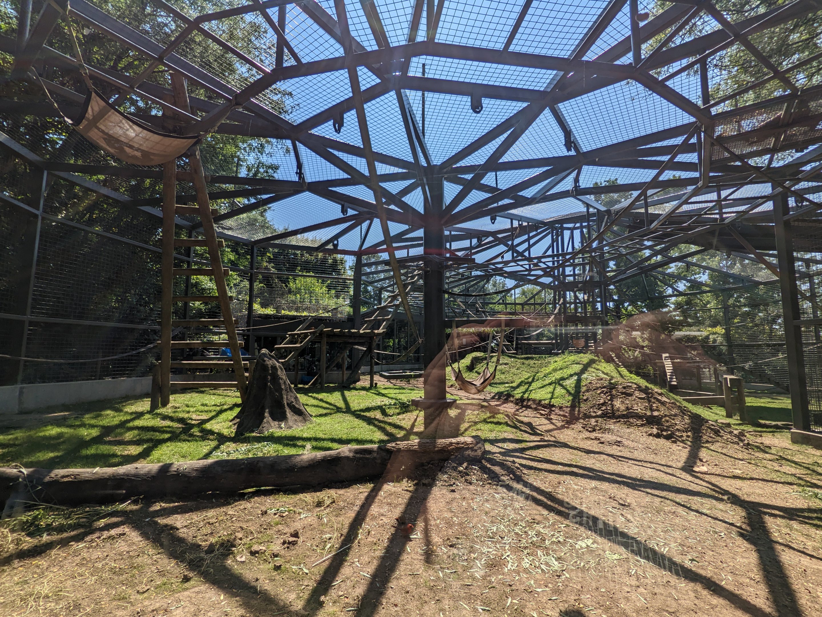 Congo - Western Lowland Gorilla outdoor area