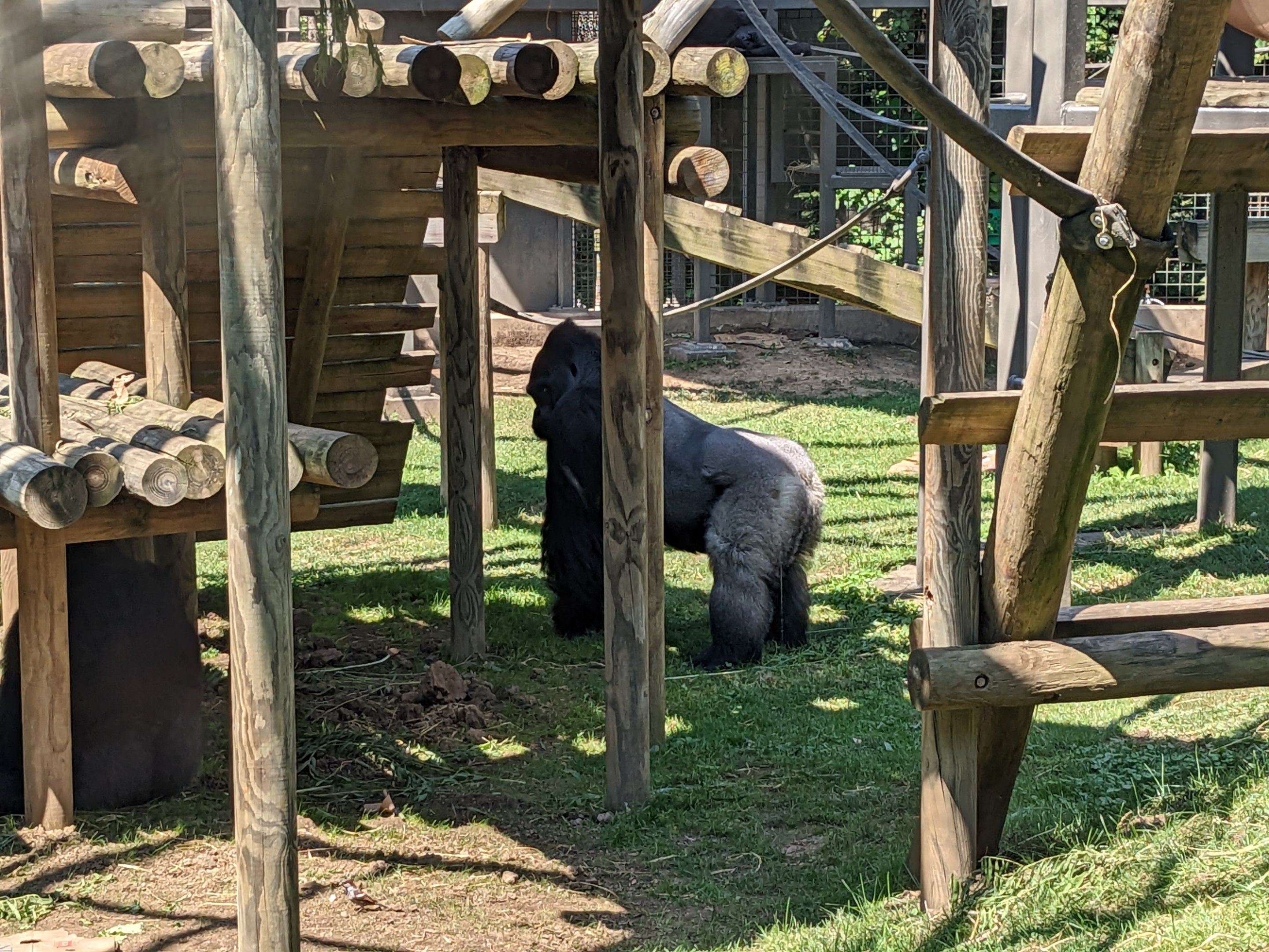 Congo - Western Lowland Gorilla
