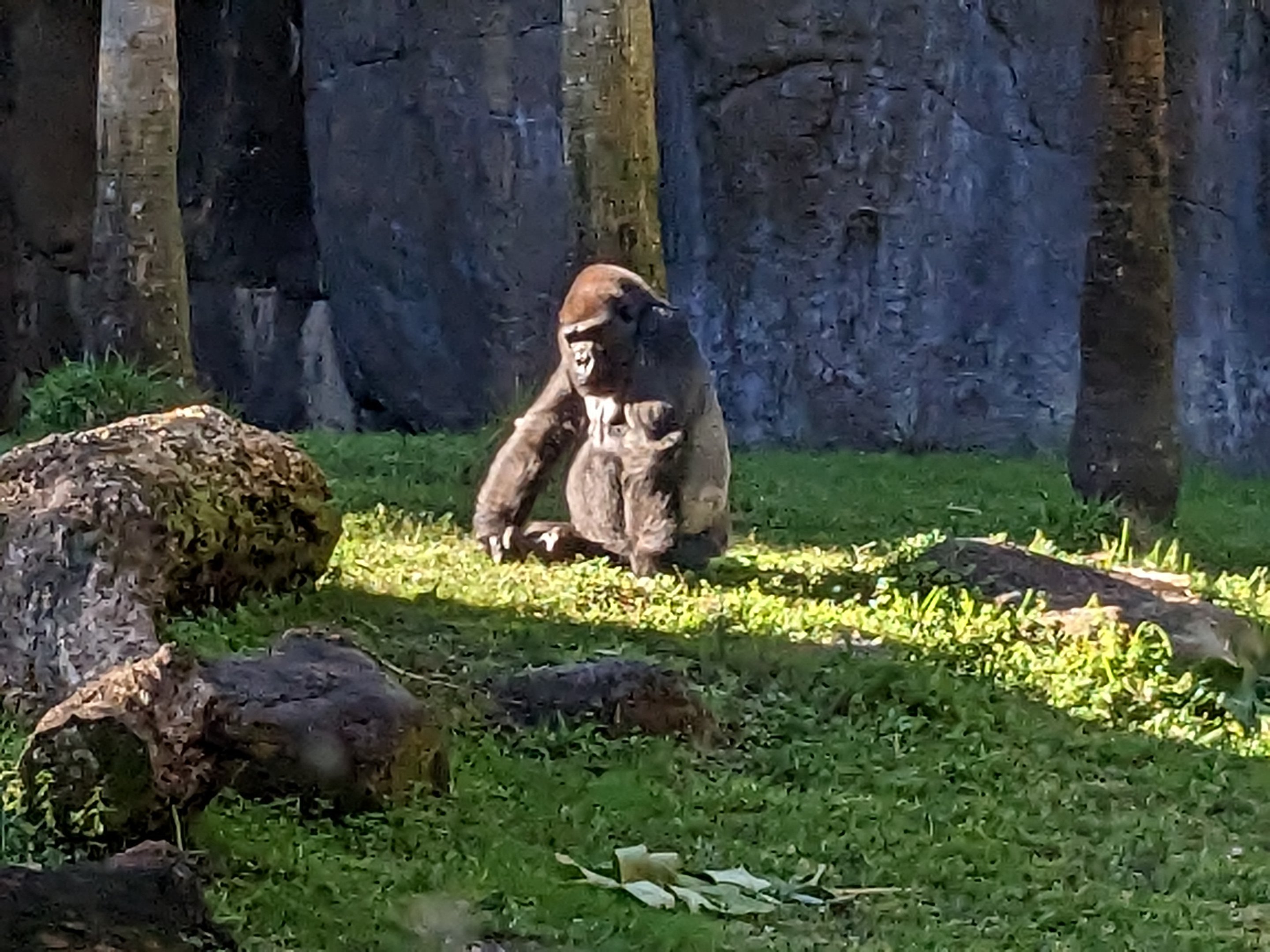 Congo - Western lowland gorilla