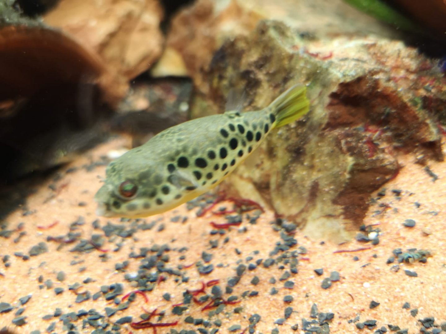 Congolese freshwater pufferfish