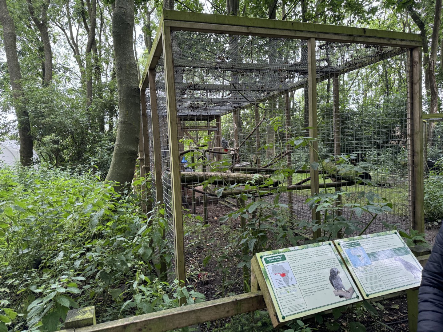 Congro African Grey Parrot / Timneh Parrot Aviary at Bridlington Animal Park (July 2024)