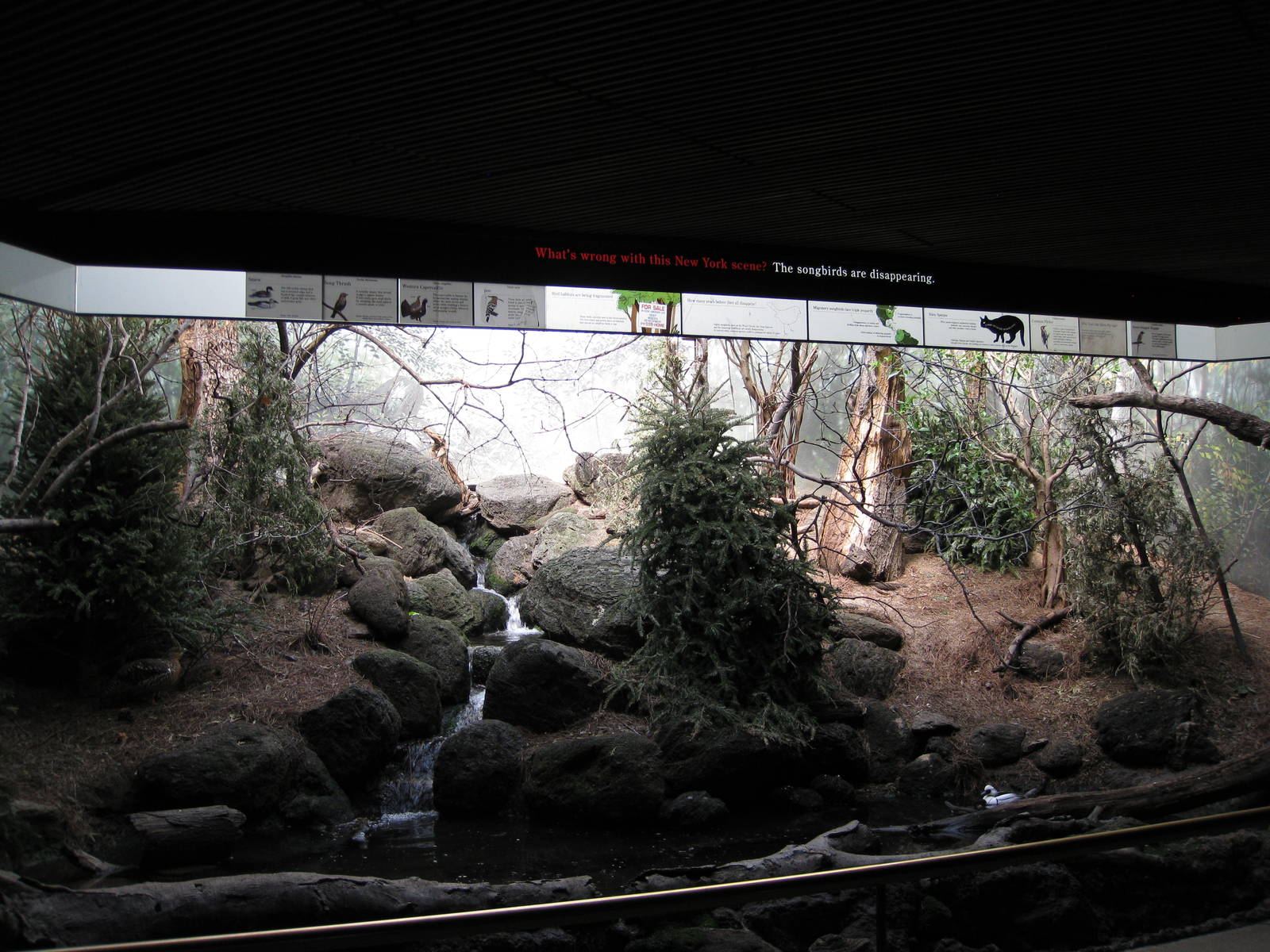 Coniferous Forest Exhibit, World Of Birds - Apr 2014