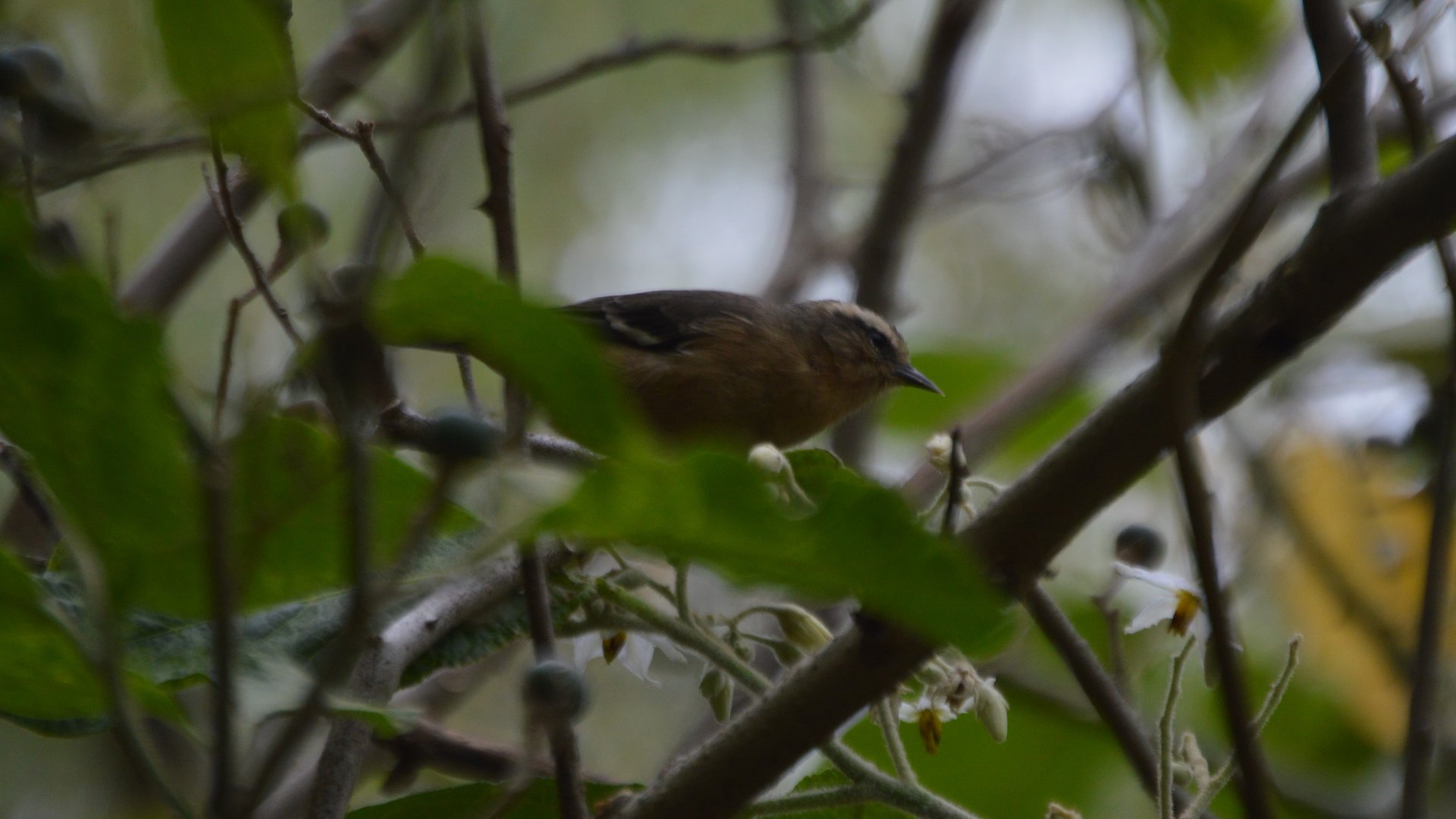Conirostrum cinereum (Jardín Botánico de Quito)