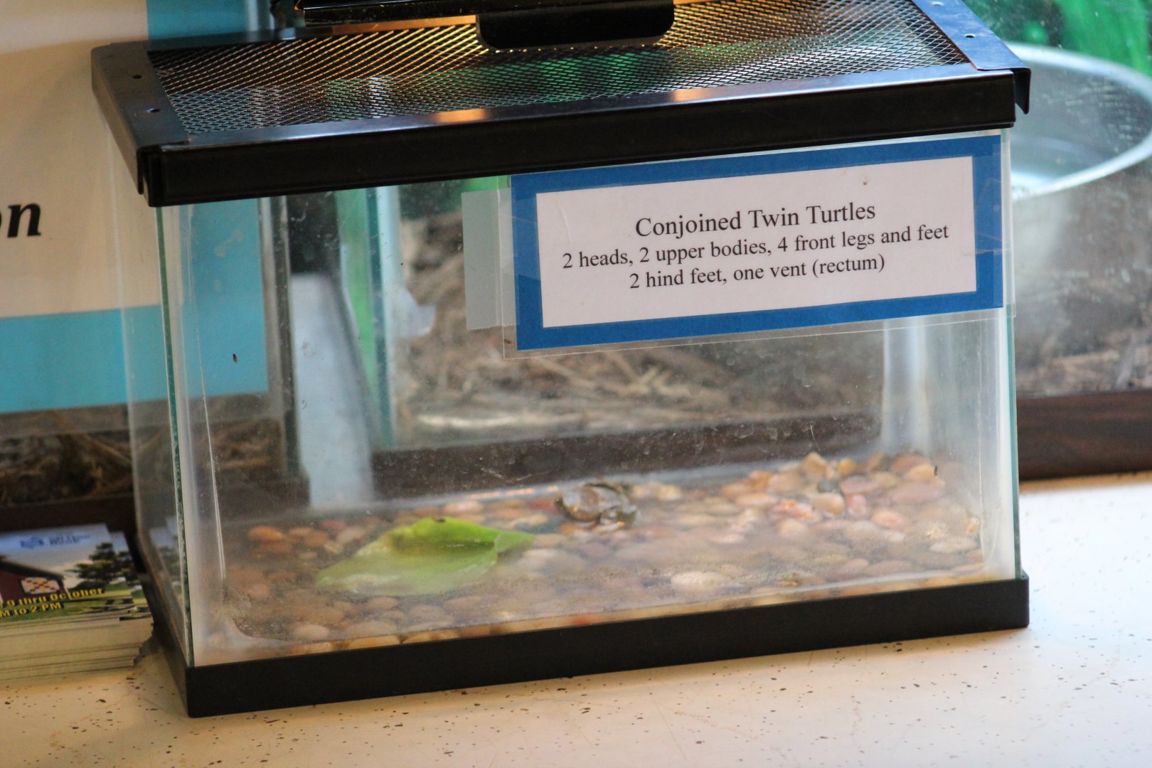 Conjoined Slider Terrarium