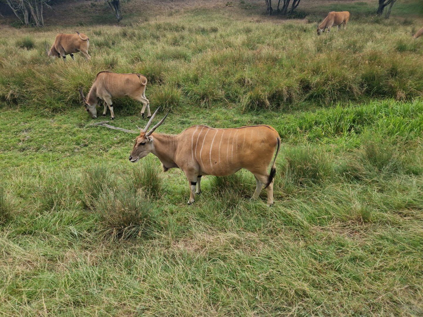 Conman Eland