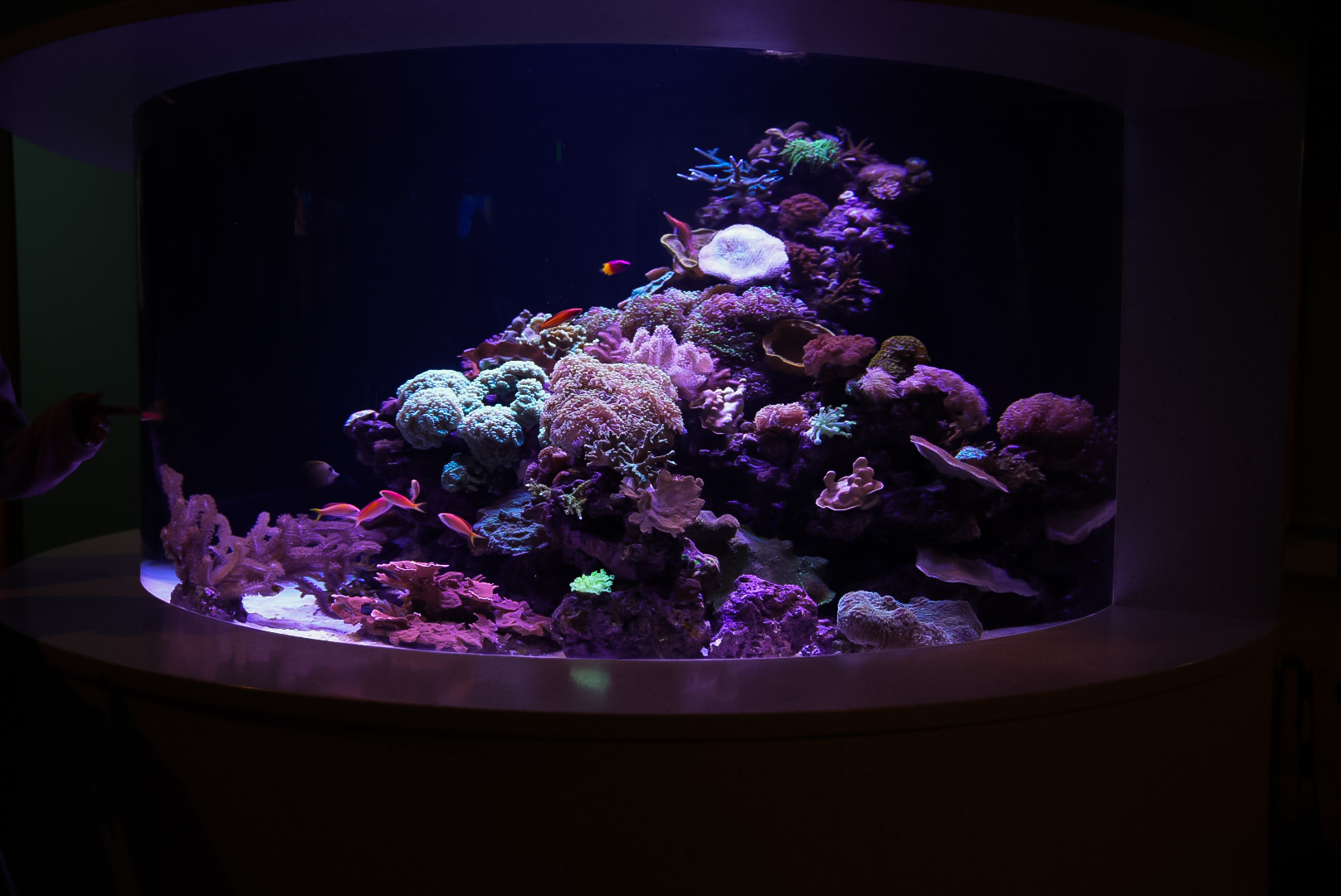 Connected Coast's Living Reef Tank