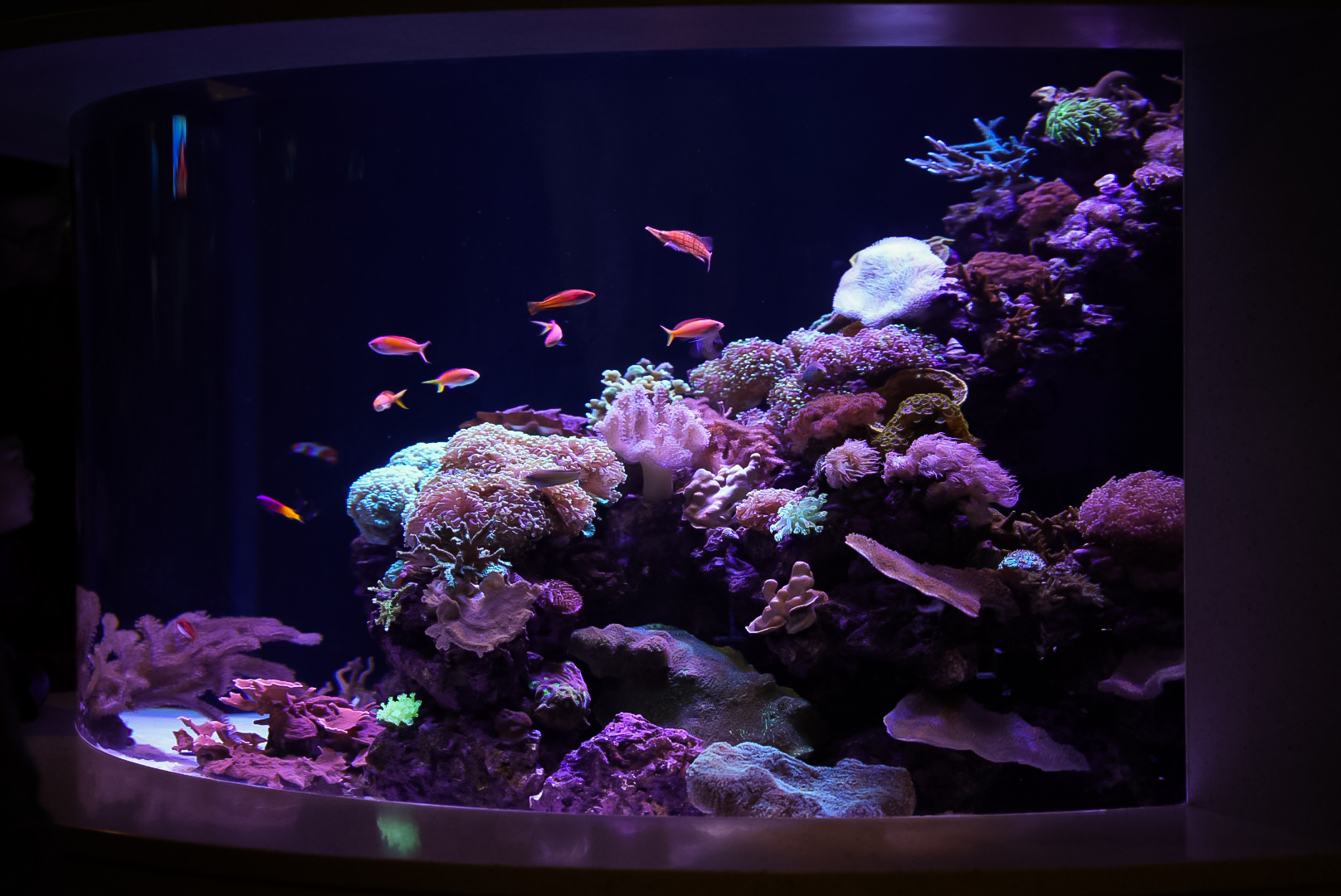 Connected Coast's Living Reef Tank