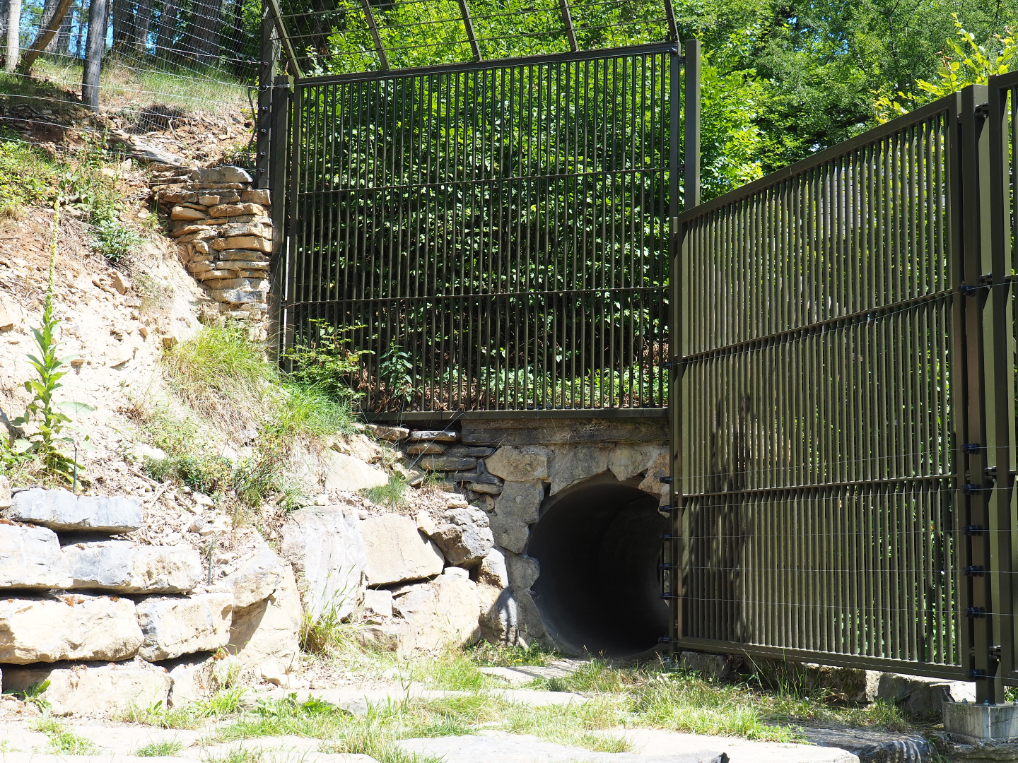Connection between original Eurasian brown bear exhibit and expansion area, 2020-07-12