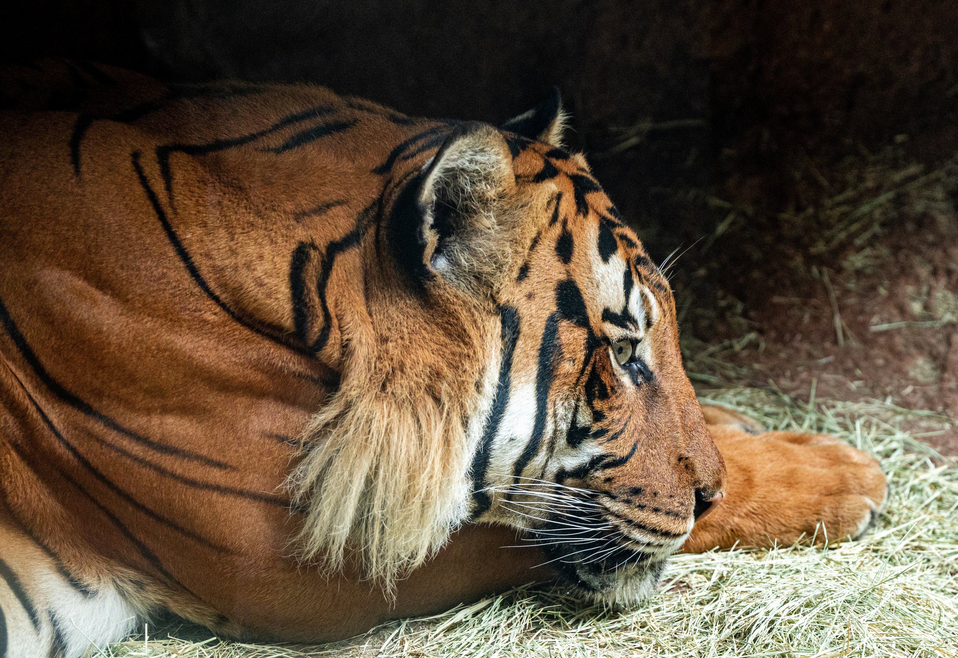 Conner the Malayan Tiger