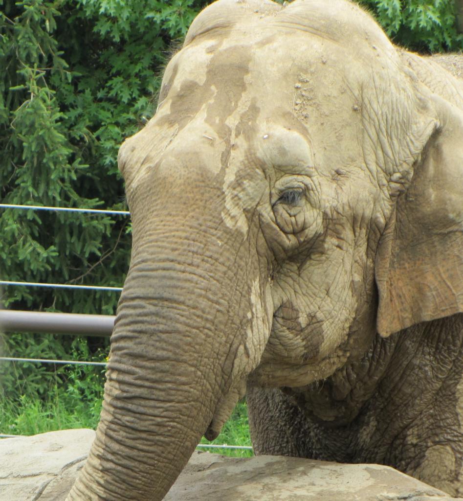 Connie - Asian Elephant