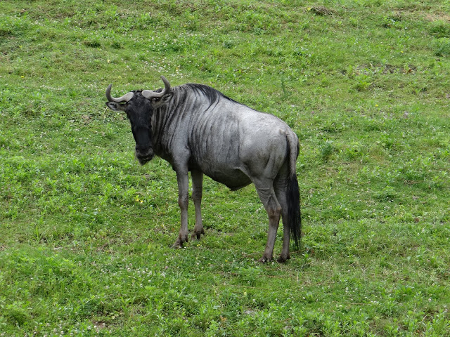Connochaetes taurinus albojubatus