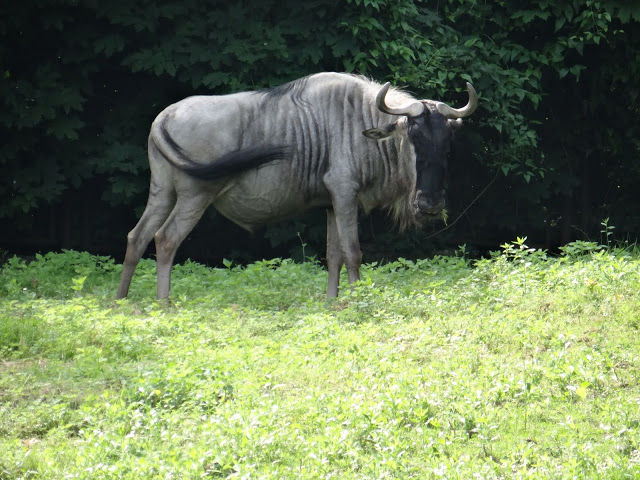 Connochaetes taurinus albojubatus