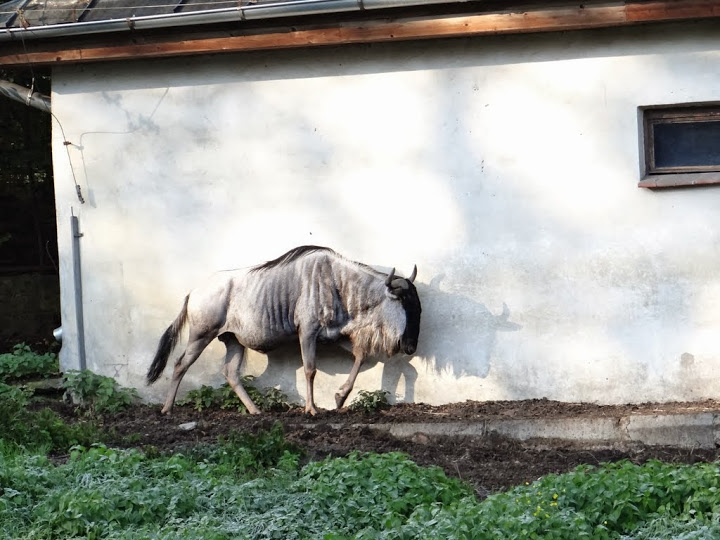 Connochaetes taurinus albojubatus