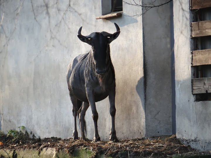 Connochaetes taurinus albojubatus