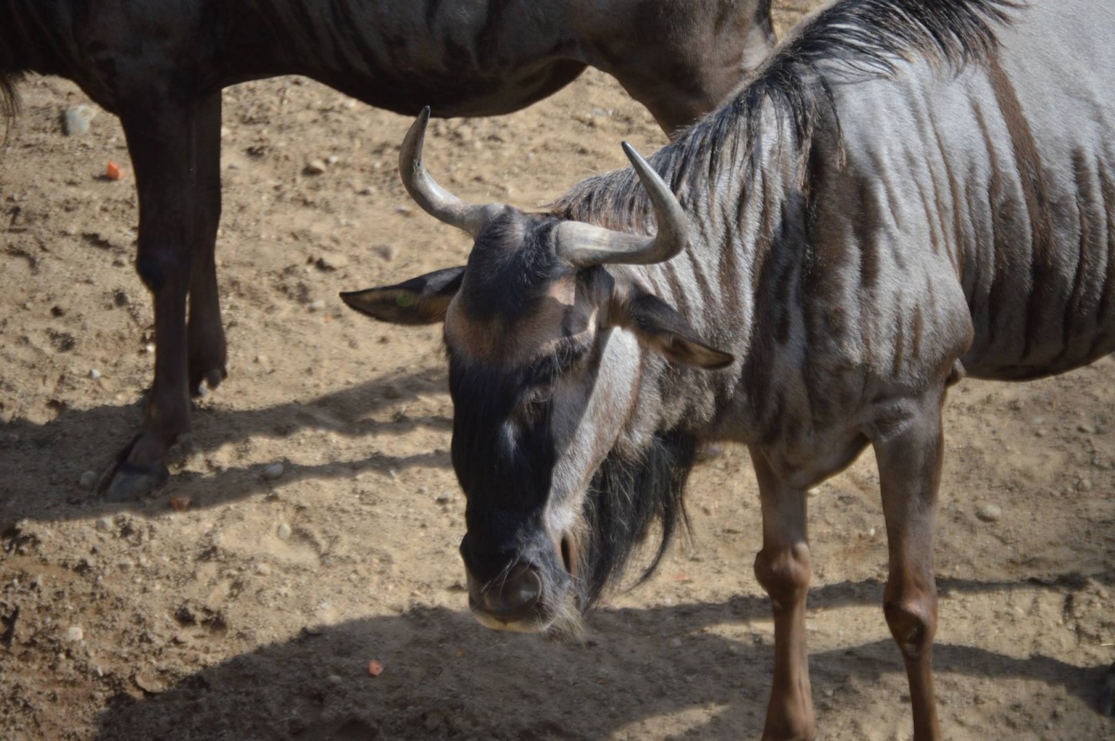 Connochaetes taurinus albojubatus