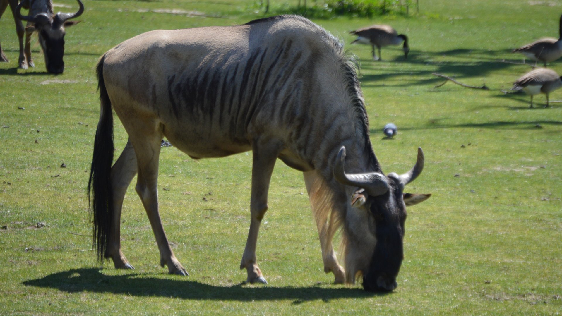 Connochaetes taurinus albojubatus