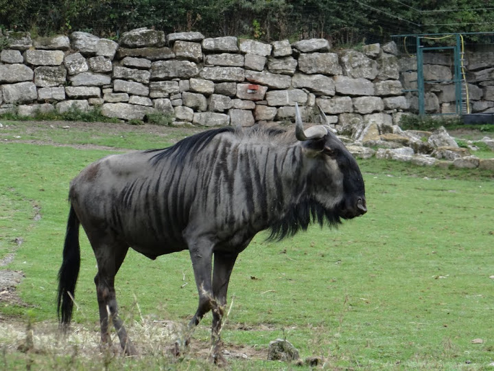 Connochaetes taurinus