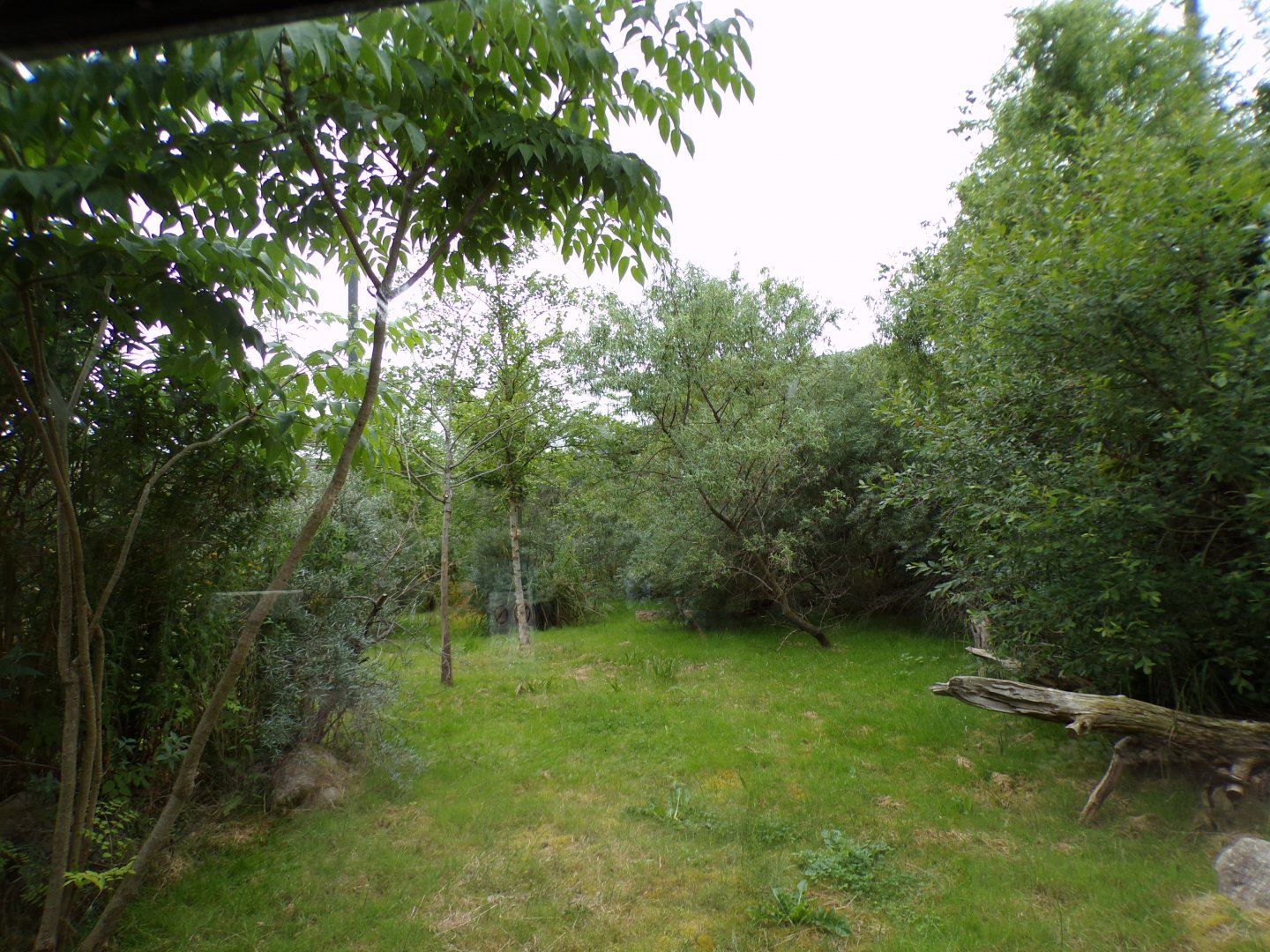 Conquerel’s sifaka enclosure 29.6.24