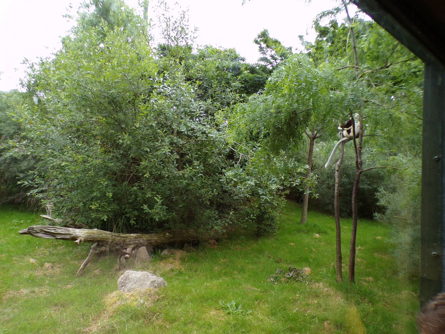 Conquerel’s sifaka enclosure 29.6.24
