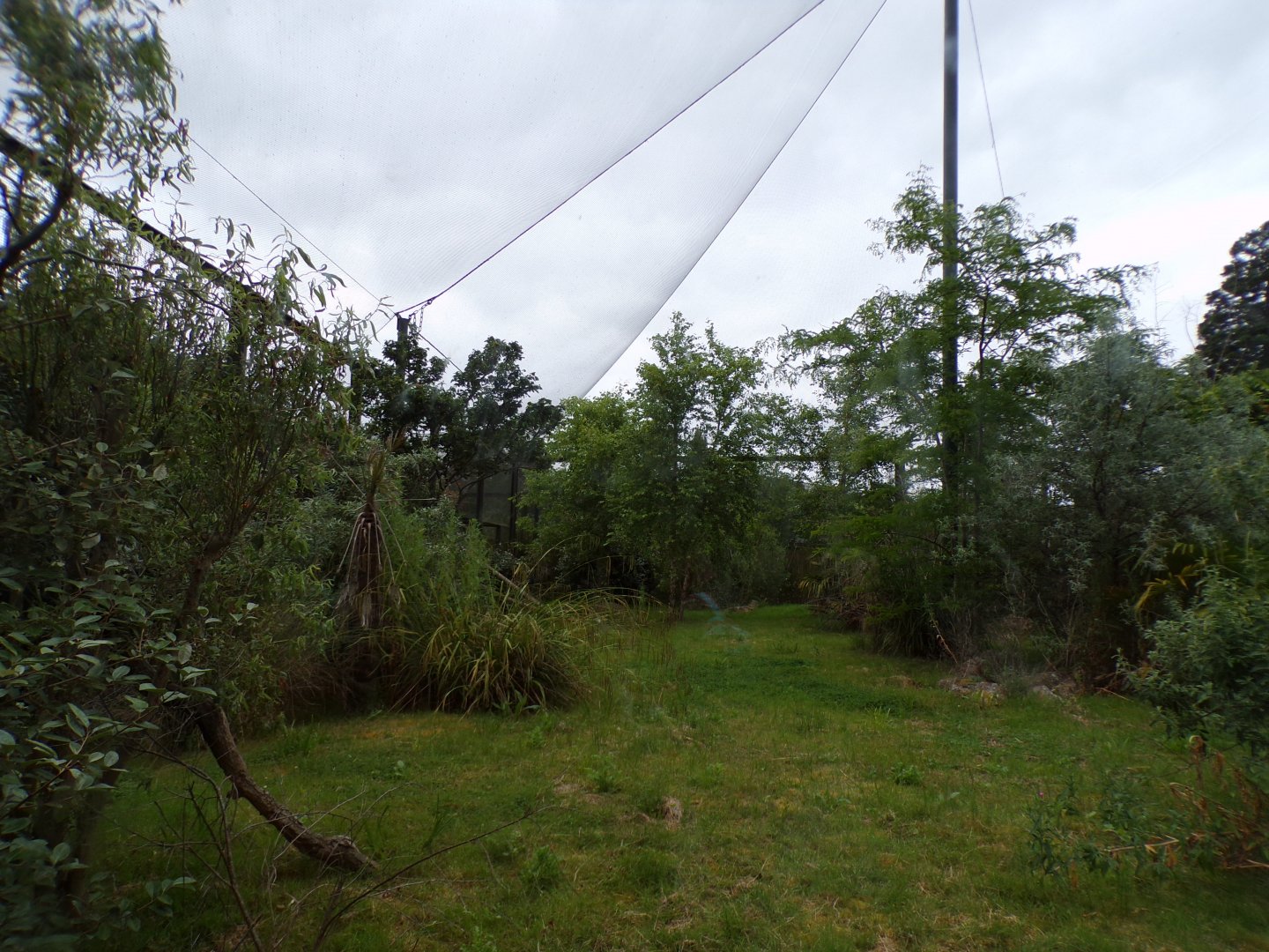 Conquerel’s sifaka enclosure 29.6.24