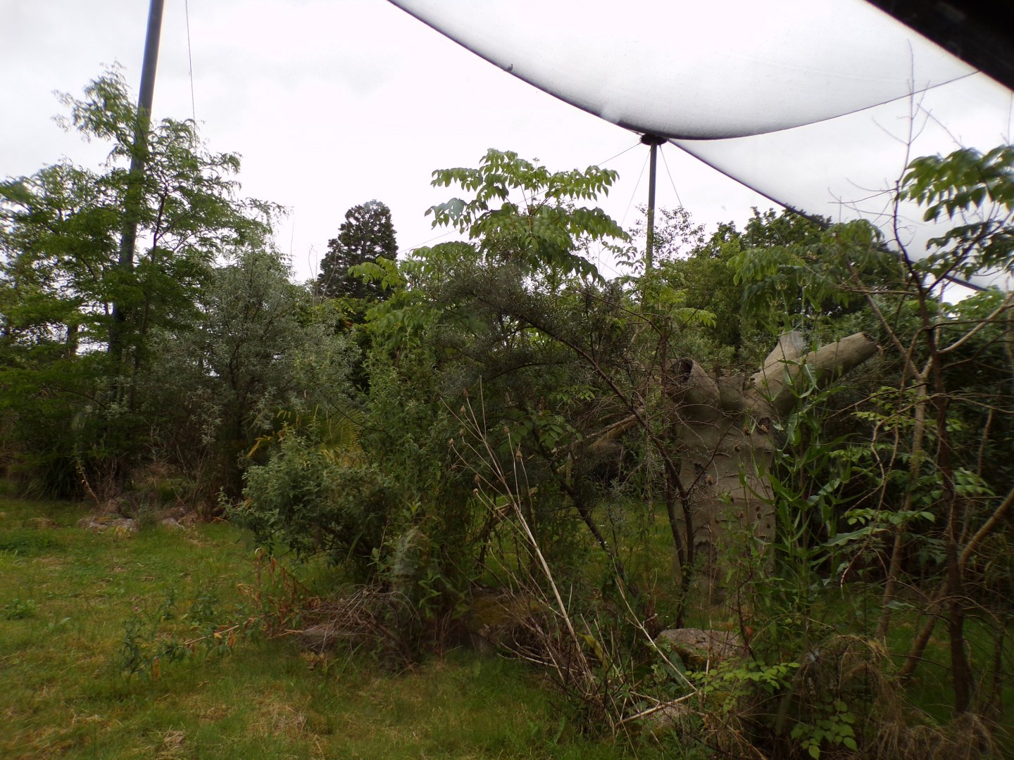 Conquerel’s sifaka enclosure 29.6.24
