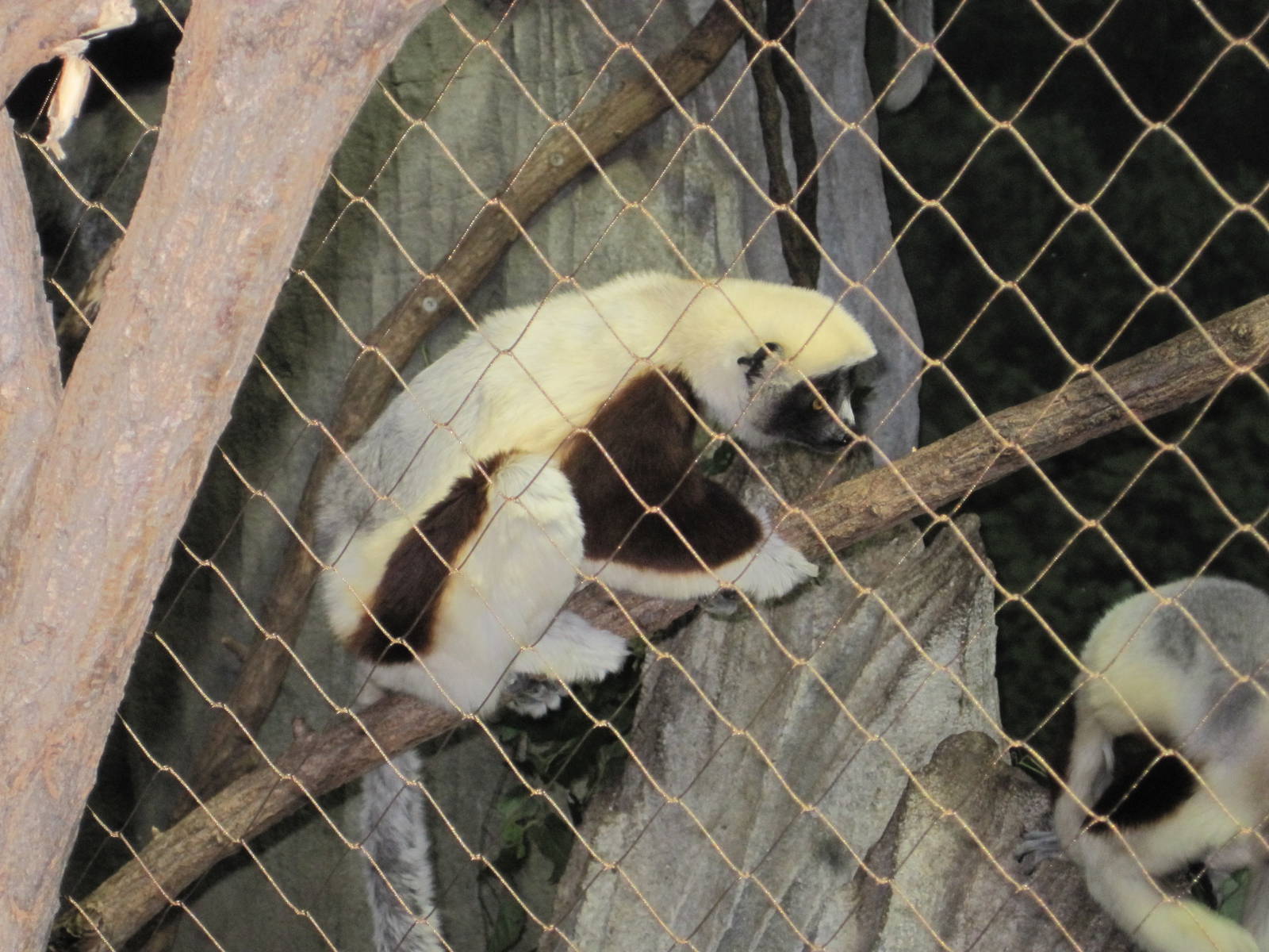Conquerel's Sifaka