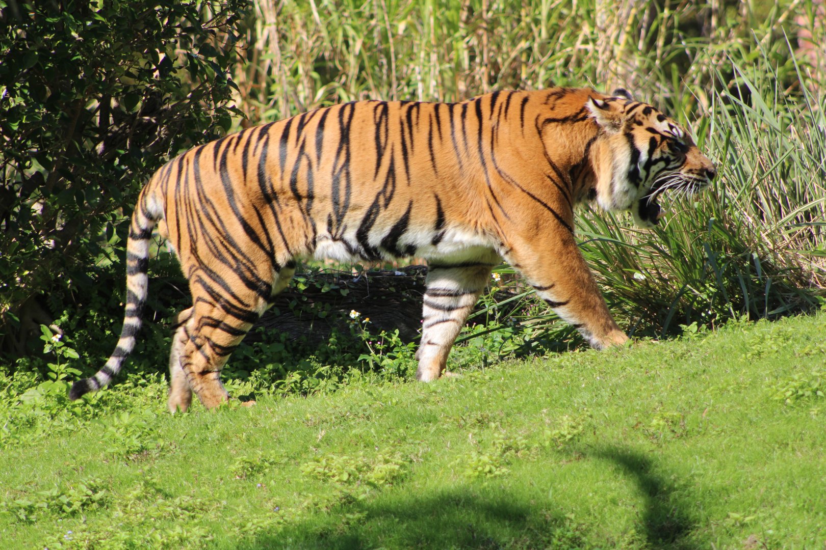 “Conrad” the Sumatran Tiger (P. t. sumatrae)