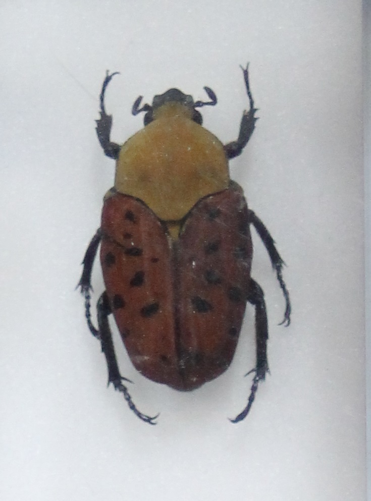 Conradtia principalis