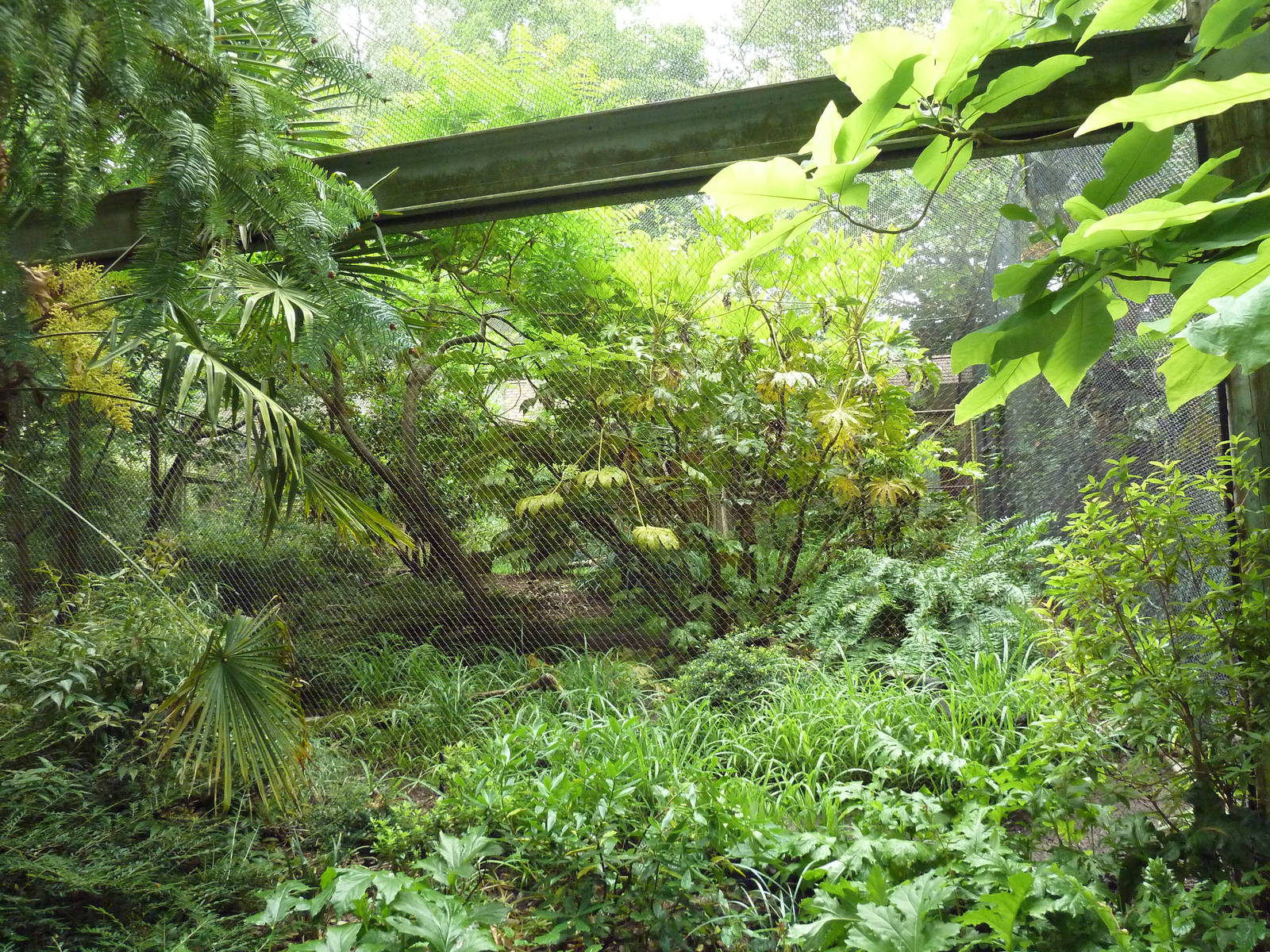 Conservation Aviary - Blue Whistling Thrush/Victoria Crowned Pigeon Exhibit
