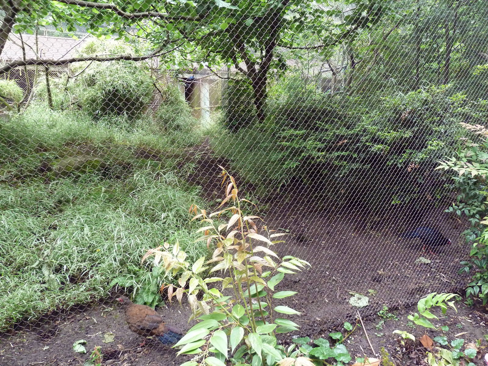 Conservation Aviary - Edwards's Pheasant/Violaceous Turaco Exhibit