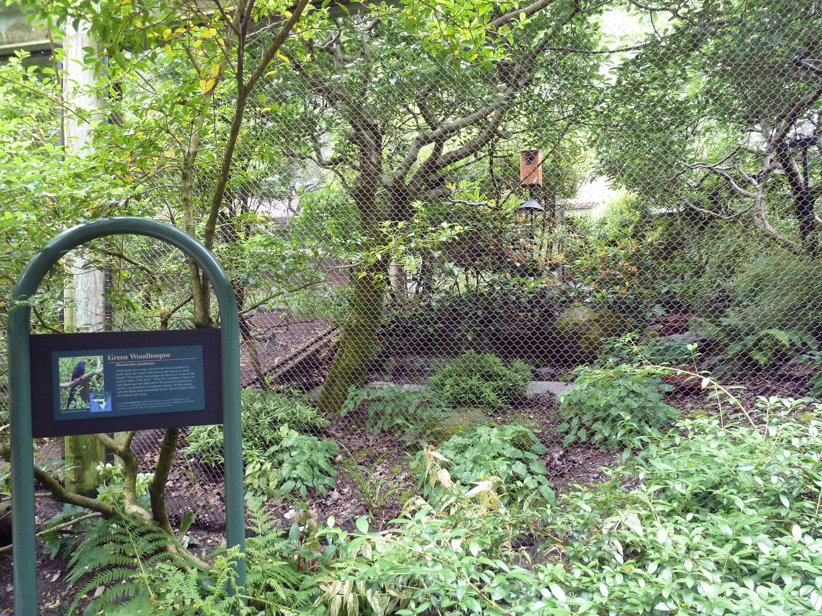 Conservation Aviary - Green Woodhoopoe Exhibit