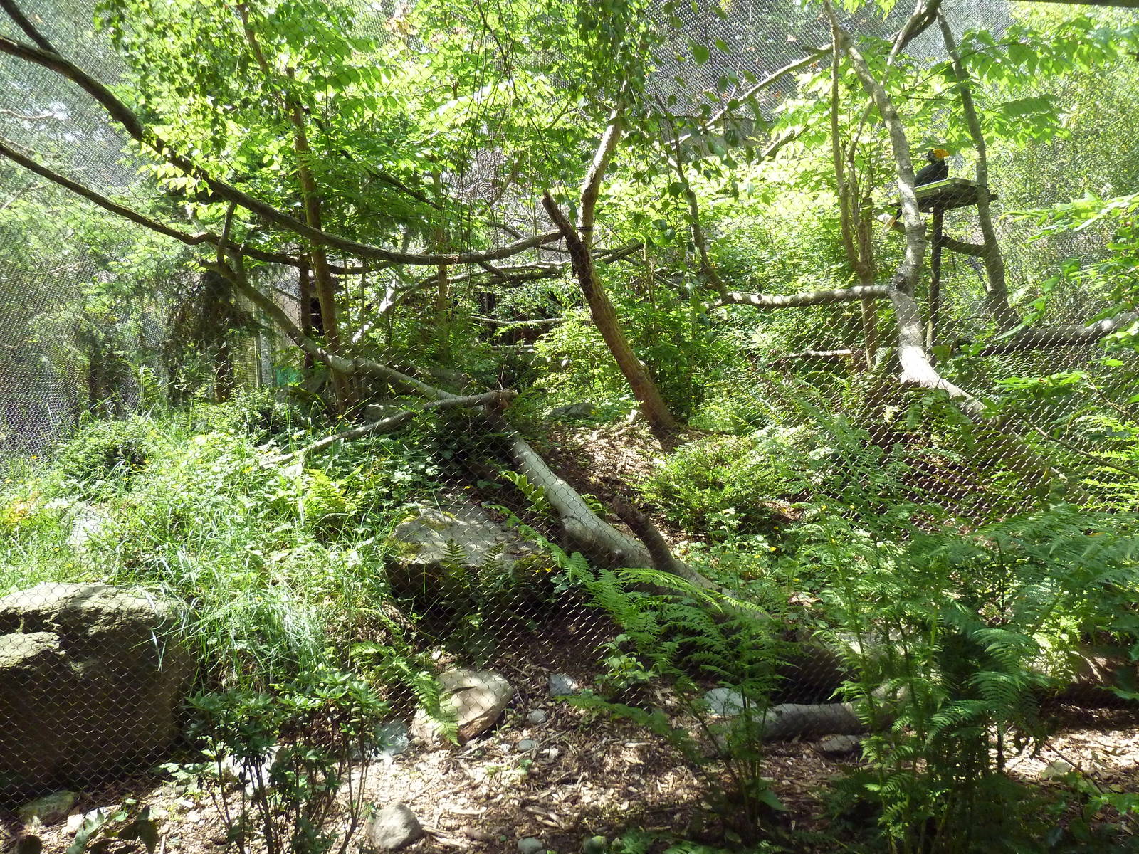 Conservation Aviary: Sunda Wrinkled Hornbill Exhibit