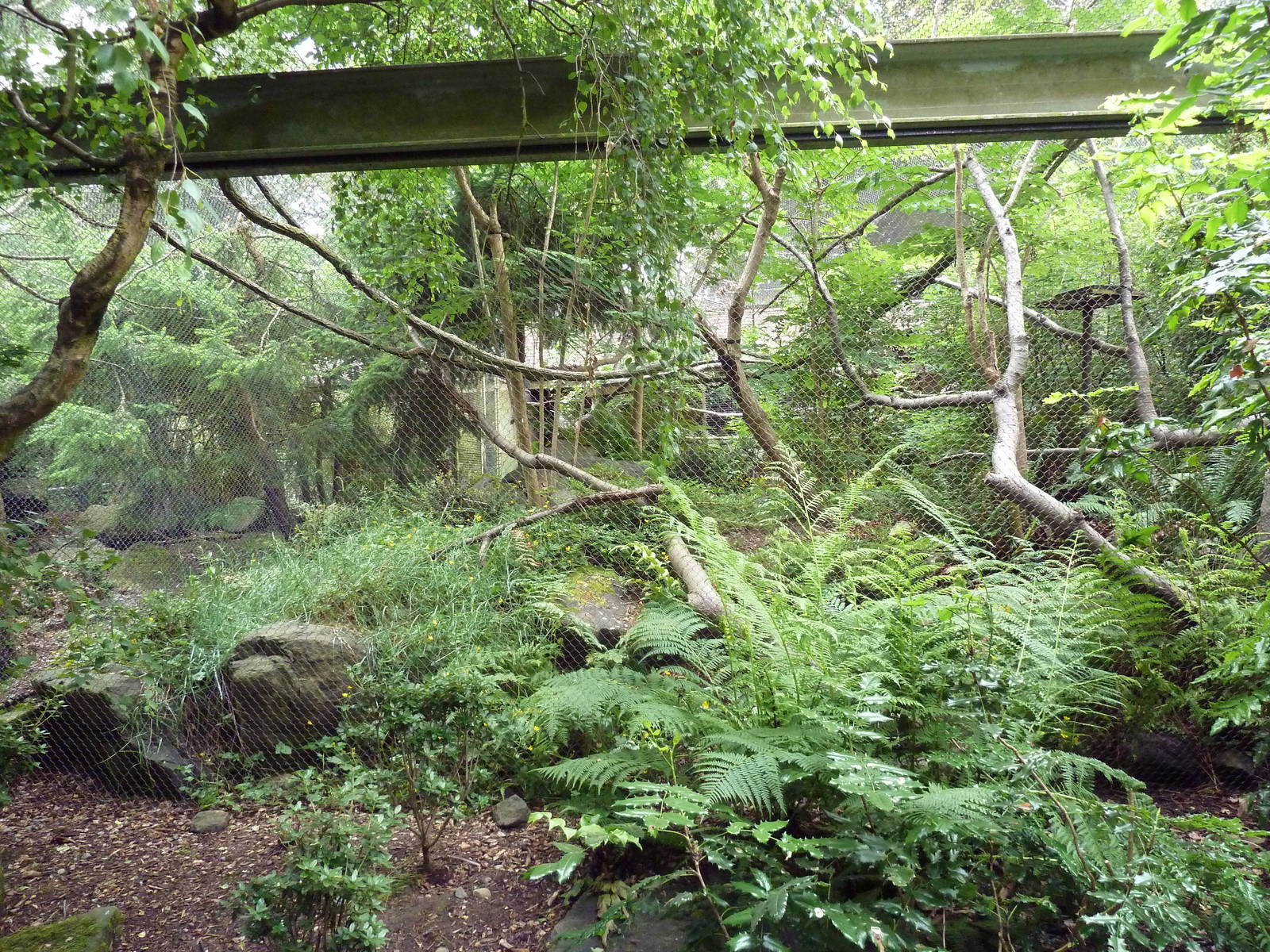 Conservation Aviary - Sunda Wrinkled Hornbill Exhibit